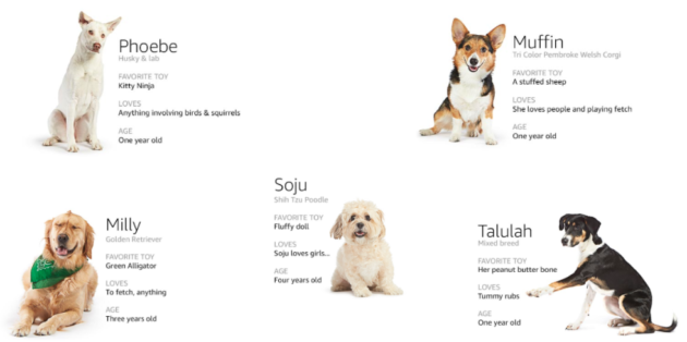 Amazon dogs