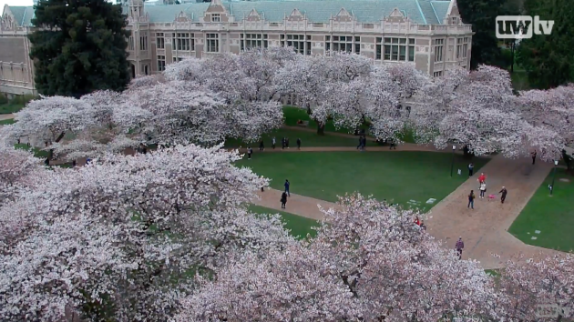 UW cherry blossoms
