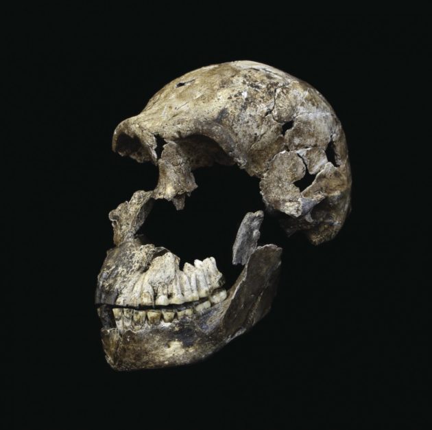 Homo naledi
