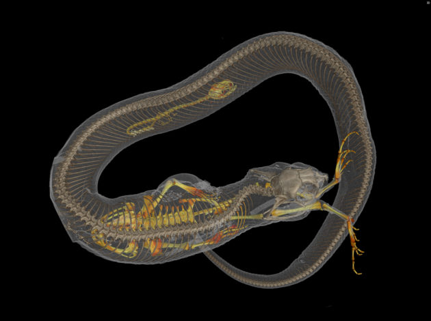Snake CT scan