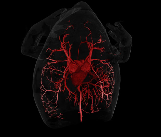 Frog CT scan