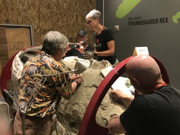 Working on the T. rex skull
