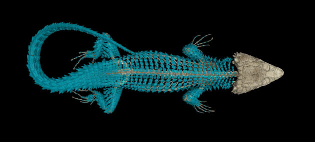Lizard CT scan