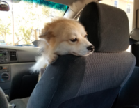 Uber dog