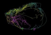 "Crown of Thorns" neurons
