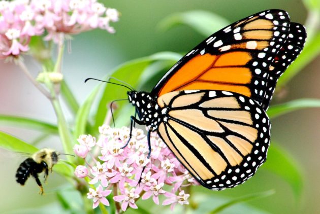 Monarch butterfly