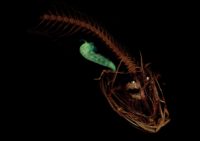Snailfish and crustacean