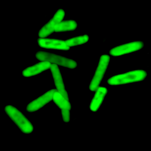 Glowing E. coli bacteria