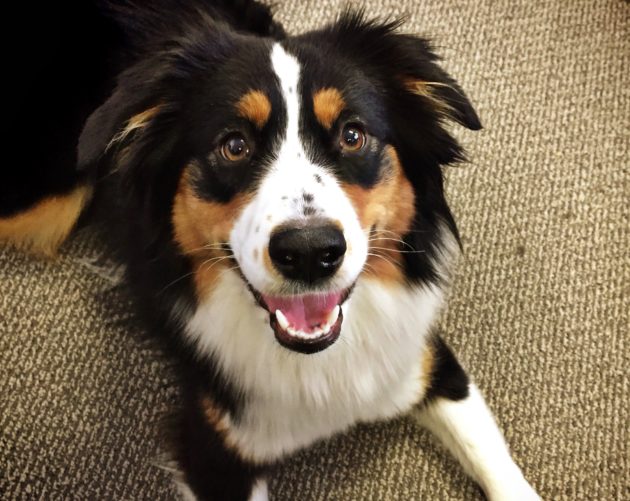 Dog