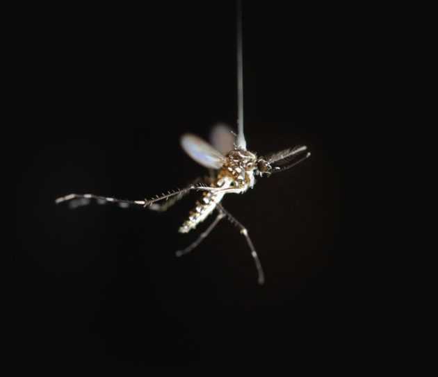 Mosquito