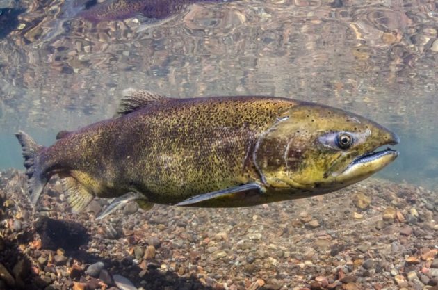 Chinook salmon