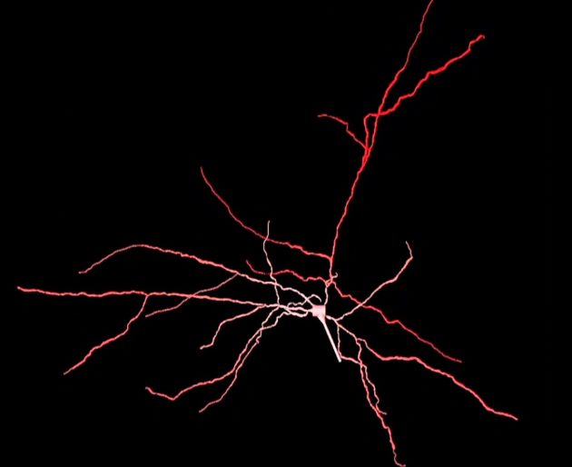 Neuronal firing