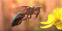 NewBees