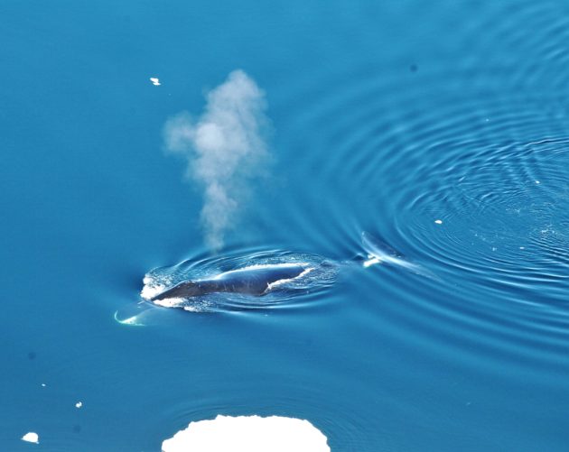 Bowhead whale