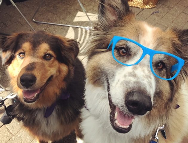 Amazon dogs