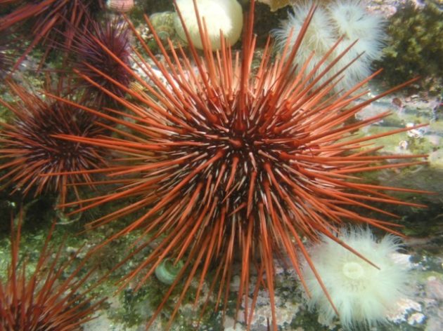 Red urchin