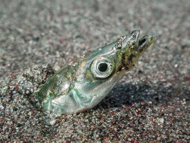 Sand lance
