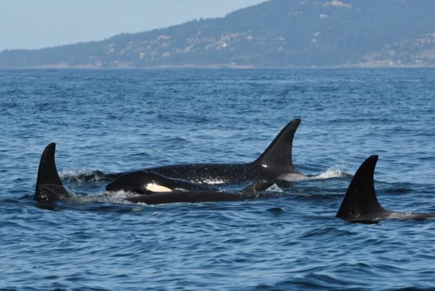J50 and family
