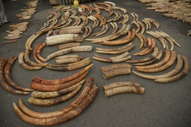 Elephant tusks