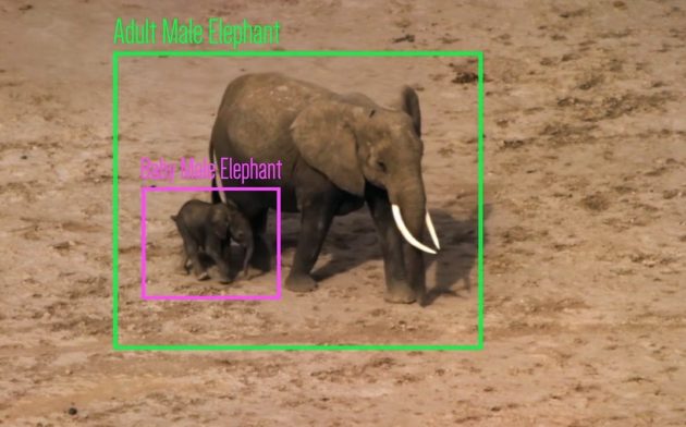 Elephant image recognition