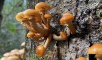 Honey mushrooms